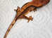 Halloween Crested Gecko