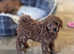 Exquisite DNA Health Tested Cavapoochon Puppies