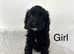 2 black cockapoo girls looking for a forever home