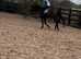 15.2h Irish sports mare full green book