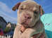 Pocket bullys for sale reduced price