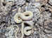 Albino Chequered Garter Snake at Birmingham Reptiles