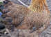 6 Hatching eggs wyandotte / sussex
