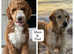Golden Doodle Puppies Ready Next Week