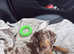 Male Mini Dachshund for sale