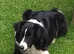 Traditional Home Bred Collie Wollies