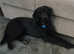 1 year old male black lab for sale