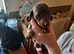 Dachshund puppies forsale