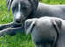 Gorgeous Whippet pups