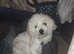 3 year old bichon boy