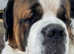 KC registered gentle giant