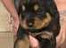 Chunky rottweiler puppies for sale