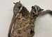 Baby sugar gliders