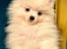 Luxury Pomeranian Spitz puppies ready to find a new home forever, rare in UK