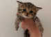 Last female Persian kitten