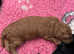 Labradoodle puppies F1bb