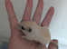 Baby gerbils