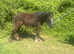 Filly yearling