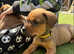 Bullmastiff x Rottweiler puppies