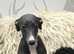 Beddy whippet pups