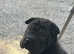Shar peis