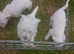 PURE WESTHIGHLAND TERRIER PUPPIES REGISTERED WITH FREE INSURANCE