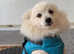 Pure Pomeranian male playful and kind