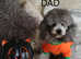 *2 LEFT*FULL PEDIGREE TOY POODLES*VET CHECKED*HEALTH TESTED*