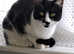Black/white cat