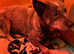 Australian Cattle Dog x Collie Puppies