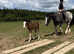 Maxi Cob Gelding