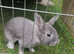 Silver fox friendly rabbit for sale