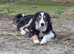 Ben collie dog