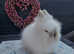 Gorgeous purebred Lionhead bunnies available now