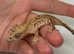 Baby crested gecko- dalmatian
