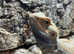 Thunderbolt Bearded Dragon at Birmingham Reptiles