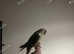 2 tame Conures for sale and set up