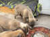Kc reg whippet pups ready now