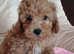 Outstanding Cavapoo puppies