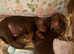 Adorable Doberman puppies
