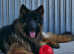 STUNNING *PROVEN* KC longhair German Shepherd for STUD
