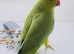 Stunning young Indian ringnick parrot