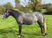 Very quiet iron grey filly. Rising 3. Very quiet.