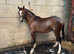 Top class colt