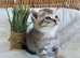 BEAUTIFUL BSH KITTENS (READY 8TH JUNE)