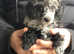 Merle Miniature Poodle Puppies Ready Now