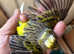 Cock canary