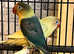 Breeding pair love birds