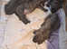 Blue formintino brindle cane corse pups
