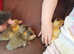 5 ducklings
